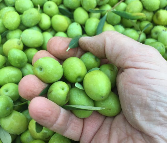 olive.jpg