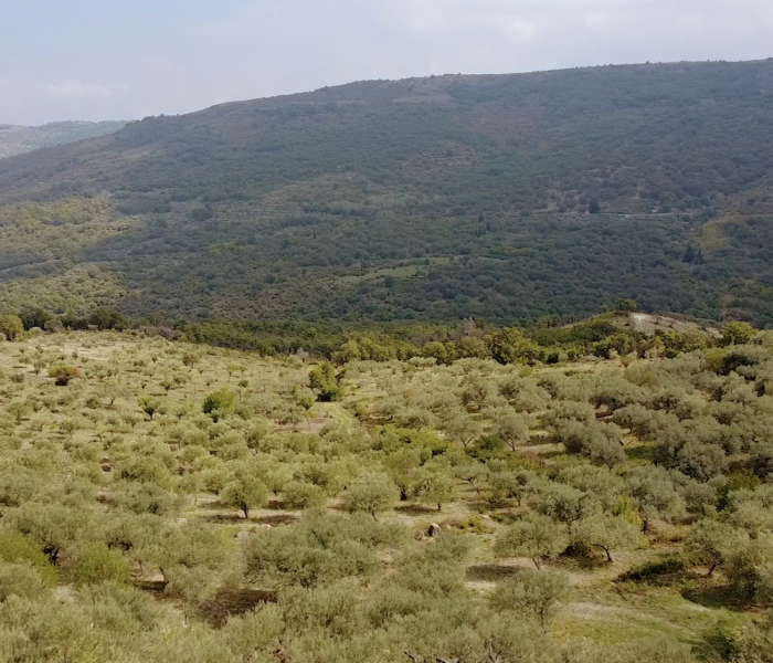 paesaggio.png